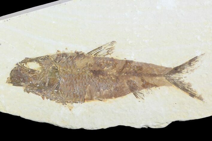 Detailed Fossil Fish (Knightia) - Wyoming #99789